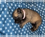 Small Photo #309 Belgian Malinois Puppy For Sale in REESEVILLE, WI, USA