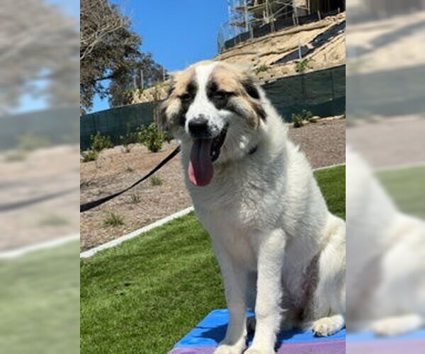 Medium Photo #3 Anatolian Shepherd-Unknown Mix Puppy For Sale in Dana Point, CA, USA