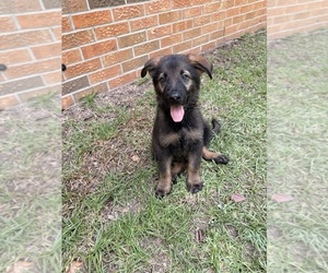 German Shepherd Dog Puppy for sale in DOTHAN, AL, USA