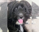 Small Poodle (Standard) Mix