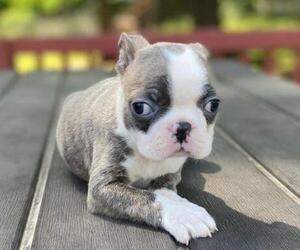 Boston Terrier Puppy for sale in HICKORY, NC, USA