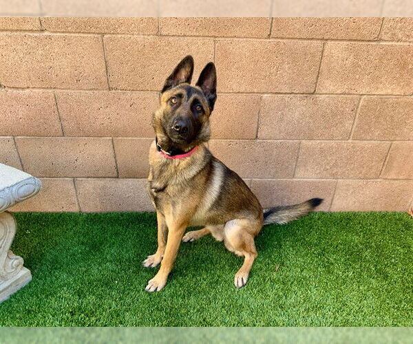 Medium Photo #2 Mutt Puppy For Sale in Moreno Valley, CA, USA