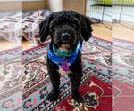 Small #2 Maltipoo (Miniature)