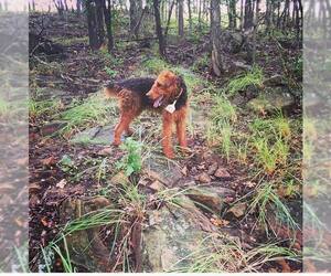 Airedale Terrier Puppy for sale in PAWHUSKA, OK, USA