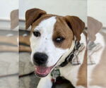 Small American Pit Bull Terrier Mix