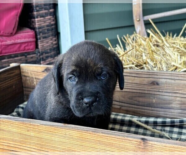 Medium Photo #44 Rotticorso Puppy For Sale in REEVESVILLE, SC, USA