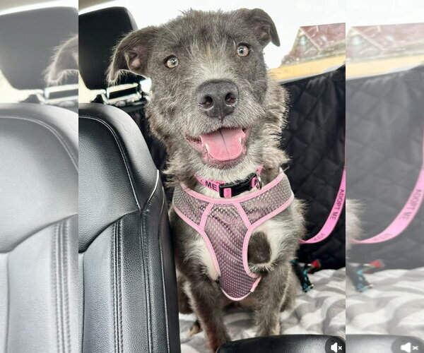 Medium Photo #3 Mutt Puppy For Sale in Columbus, IN, USA