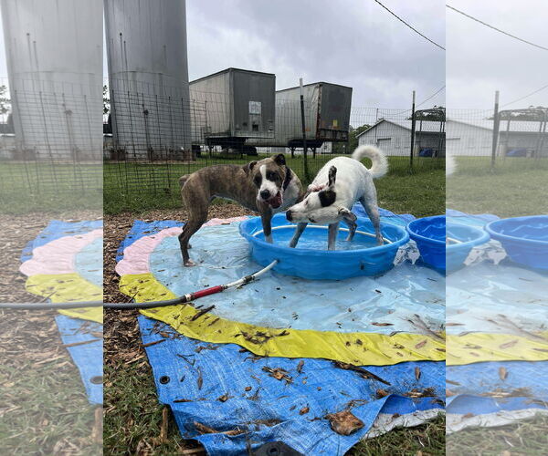 Medium Photo #10 Mutt Puppy For Sale in Rustburg, VA, USA