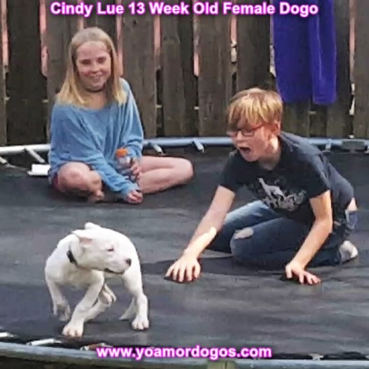 Medium Photo #170 Dogo Argentino Puppy For Sale in PINEVILLE, MO, USA