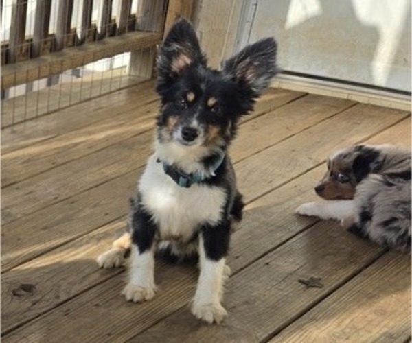 Medium Photo #1 Australian Shepherd Puppy For Sale in MUSKOGEE, OK, USA