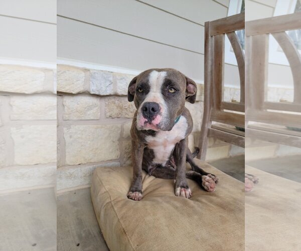 Medium Photo #7 American Pit Bull Terrier Puppy For Sale in Thorndale, TX, USA
