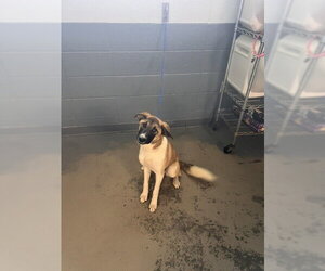 Gerberian Shepsky Dogs for adoption in Tallahassee, FL, USA