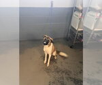 Small Gerberian Shepsky