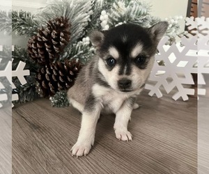 Alaskan Klee Kai Puppy for sale in WILLIAMSBURG, OH, USA