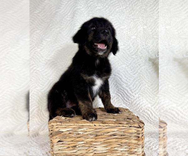 Medium Photo #3 Golden Shepherd Puppy For Sale in GREENFIELD, IN, USA