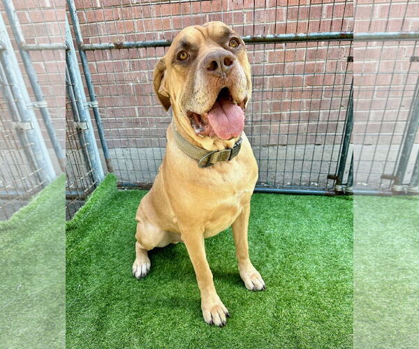 Medium Photo #3 Mastiff Puppy For Sale in Goodyear, AZ, USA