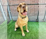 Small #2 Mastiff