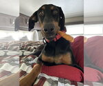Small Photo #4 Doberman Pinscher Puppy For Sale in Buffalo, MN, USA