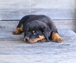 Small #6 Rottweiler