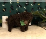Small Photo #3 Poodle (Toy) Puppy For Sale in WINSTON SALEM, NC, USA