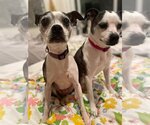 Small Photo #9 Boston Terrier-Italian Greyhound Mix Puppy For Sale in Little Elm, TX, USA