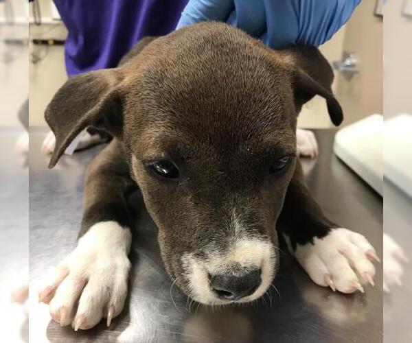 Medium Photo #1 American Pit Bull Terrier-Labrador Retriever Mix Puppy For Sale in Conroe, TX, USA