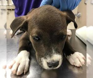 American Pit Bull Terrier-Labrador Retriever Mix Dogs for adoption in Conroe, TX, USA
