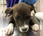 Small American Pit Bull Terrier-Labrador Retriever Mix