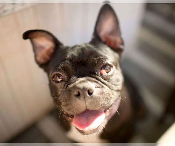Medium Photo #6 Faux Frenchbo Bulldog Puppy For Sale in Corona, CA, USA