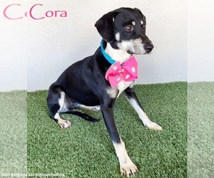 Australian Kelpie-Labrador Retriever Mix Dogs for adoption in San Diego, CA, USA