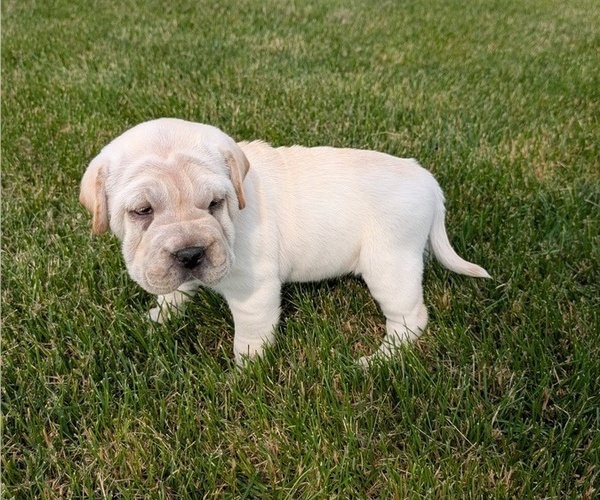 Medium Photo #11 Cocker-Pei Puppy For Sale in GOSHEN, IN, USA