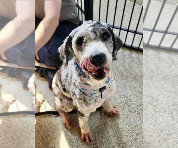 Medium Photo #2 Golden Retriever-Unknown Mix Puppy For Sale in St. Louis Park, MN, USA