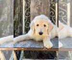 Small Photo #7 Poodle (Standard) Puppy For Sale in MOUNTAIN VIEW, AR, USA