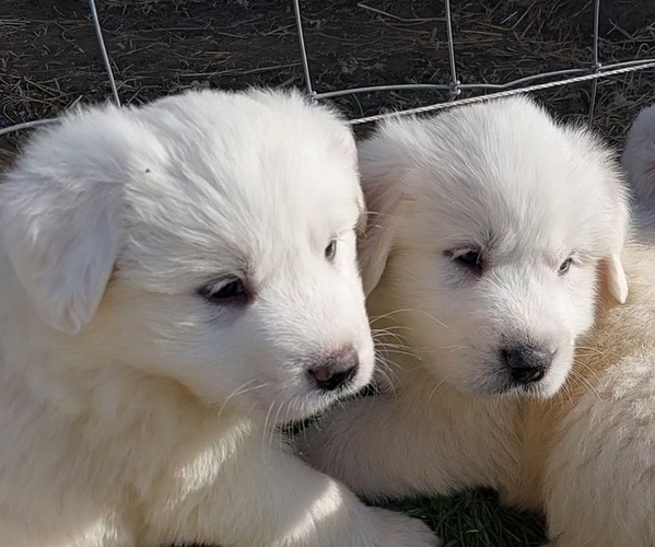 Medium Photo #3 Great Pyrenees Puppy For Sale in BEE SPRING, KY, USA