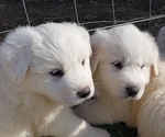 Small #2 Great Pyrenees