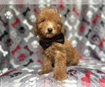 Small #1 Goldendoodle (Miniature)