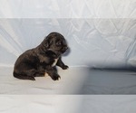 Small Photo #75 Golden Mountain Dog Puppy For Sale in BLACK FOREST, CO, USA