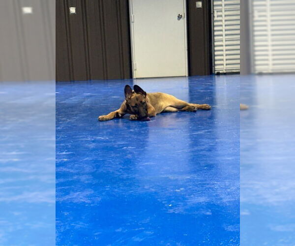 Medium Photo #3 Mutt Puppy For Sale in Imlay City, MI, USA