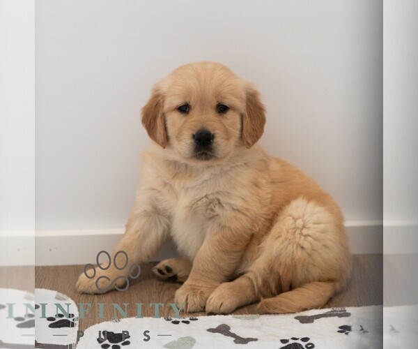 Medium Photo #7 Golden Retriever Puppy For Sale in NEWPORT, PA, USA