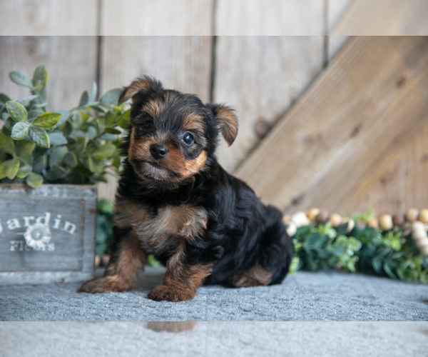 Medium Photo #1 Yorkshire Terrier Puppy For Sale in GREENWICH, OH, USA