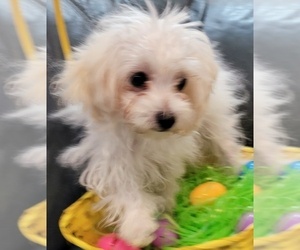 Maltipoo Puppy for sale in PLANT CITY, FL, USA