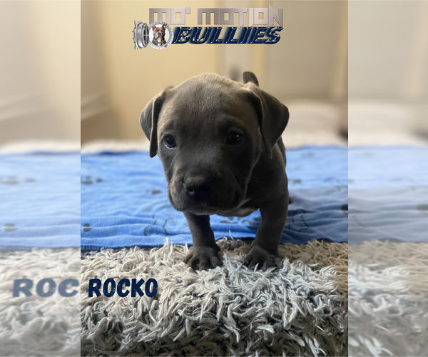 Medium Photo #8 American Bully Puppy For Sale in UPPER MARLBORO, MD, USA
