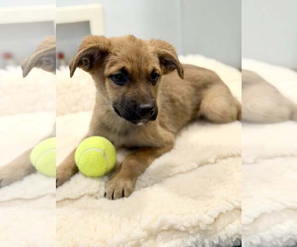 Medium Photo #9 Boxer-German Shepherd Dog Mix Puppy For Sale in SHERBURNE, NY, USA