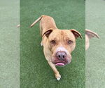 Small #8 Bullypit