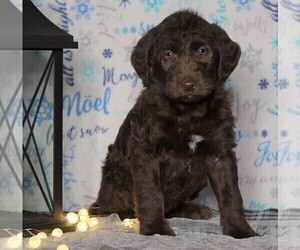 Labradoodle-Poodle (Standard) Mix Puppy for sale in FREDERICKSBG, OH, USA