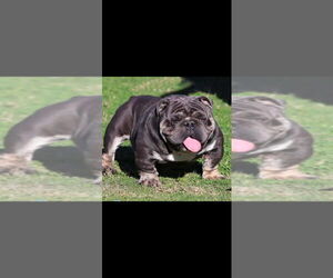 Father of the English Bulldog puppies born on 05/20/2026