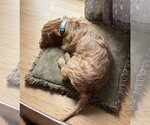 Small Photo #2 Doxiepoo (Standard) Puppy For Sale in Oakhurst, NJ, USA