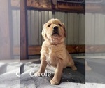 Small Photo #22 Golden Retriever Puppy For Sale in LE ROY, MN, USA