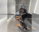 Small Rottweiler