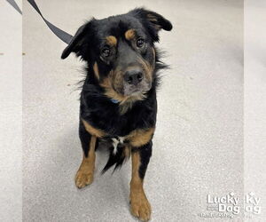 Basset Hound-Unknown Mix Dogs for adoption in Washington, DC, USA